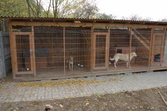 Vánoční nadílka pro 724 psů a 471 koček v útulcích