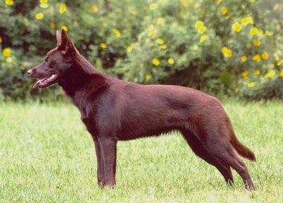 Australská kelpie