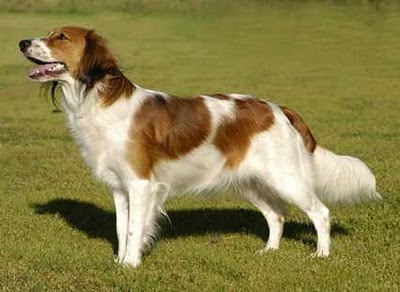 Kooikerhondje