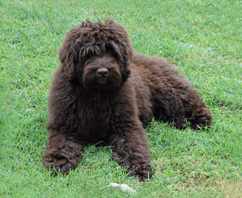 Designer dogs – nově vznikající plemena