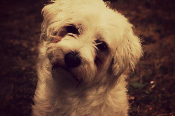 Proč naklání hlavu?