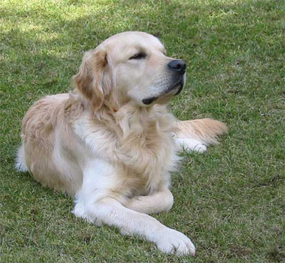 Kmenové buňky ve veterinární medicíně