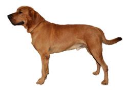 Dánská doga