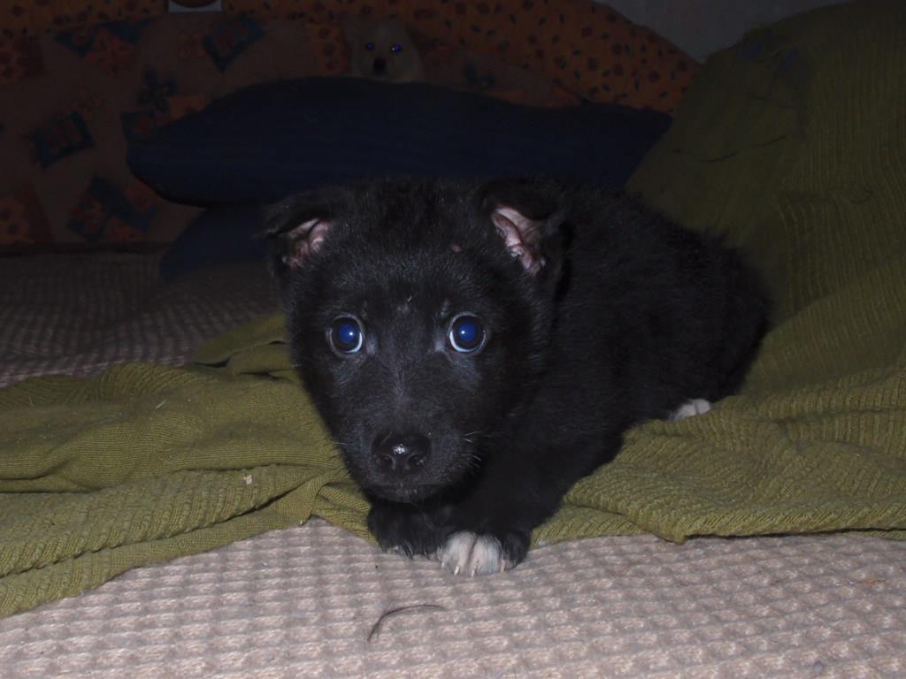 Psi k adopci