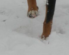 Proč škodí chemický posyp?