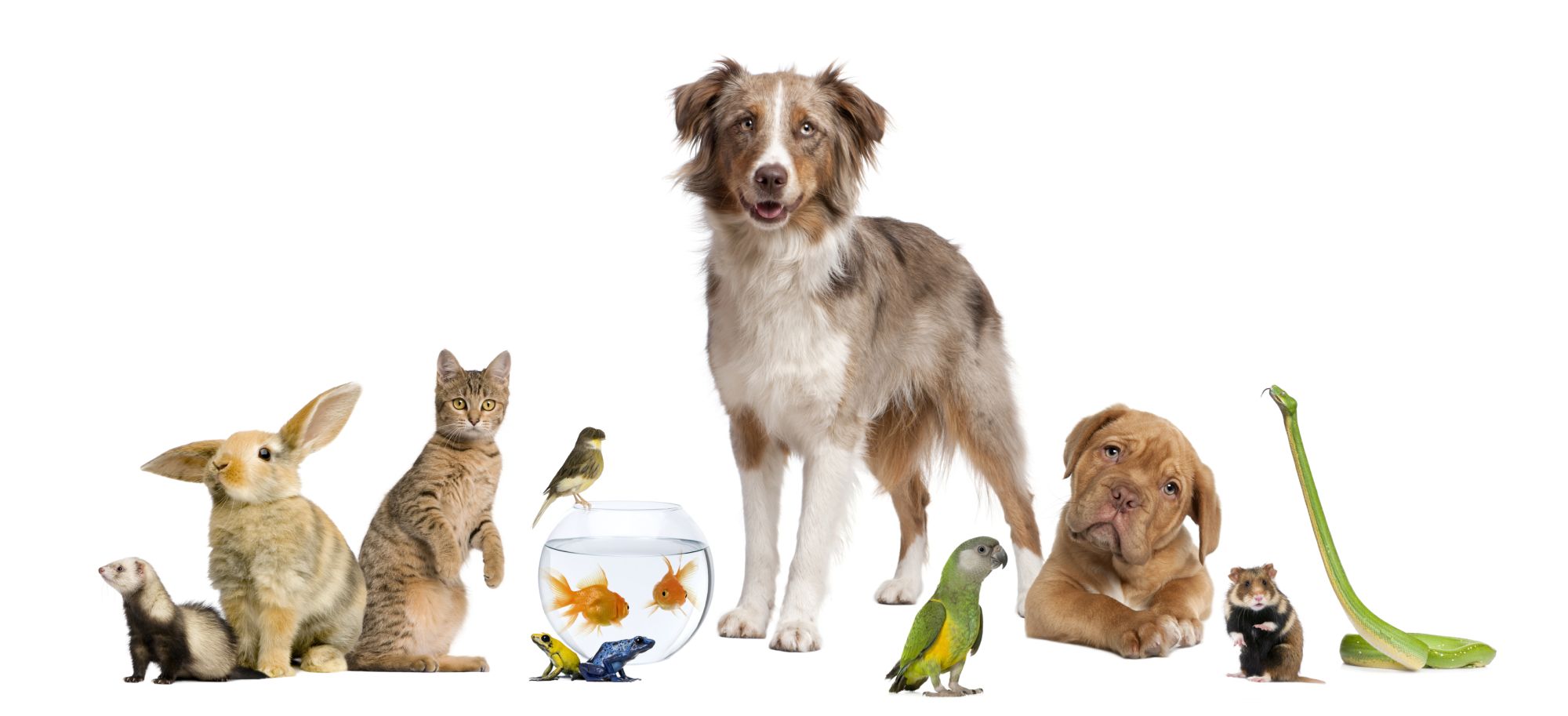 Veletrh chovatelských potřeb FOR PETS nabídne zábavu i pomoc