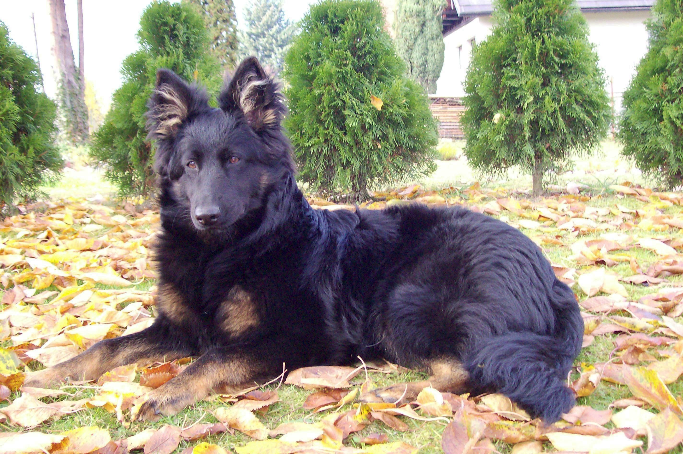 Co je obedience a pro koho se hodí?
