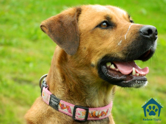 Další várka pejsků k adopci z nadace TLAPKA