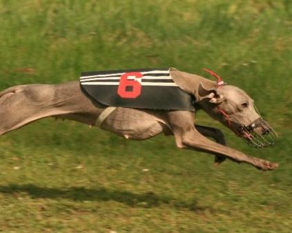 Tréninky a dostihy Kolín 2013