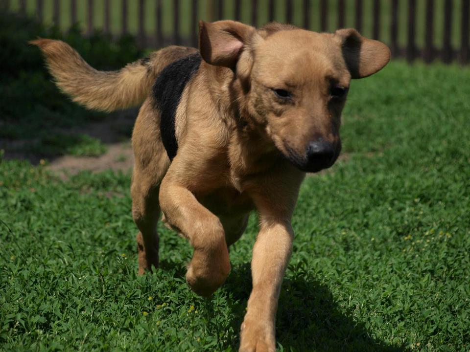 Pejskové k adopci z nadace Tlapka