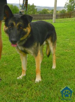 Další pejsci hledají nový domov