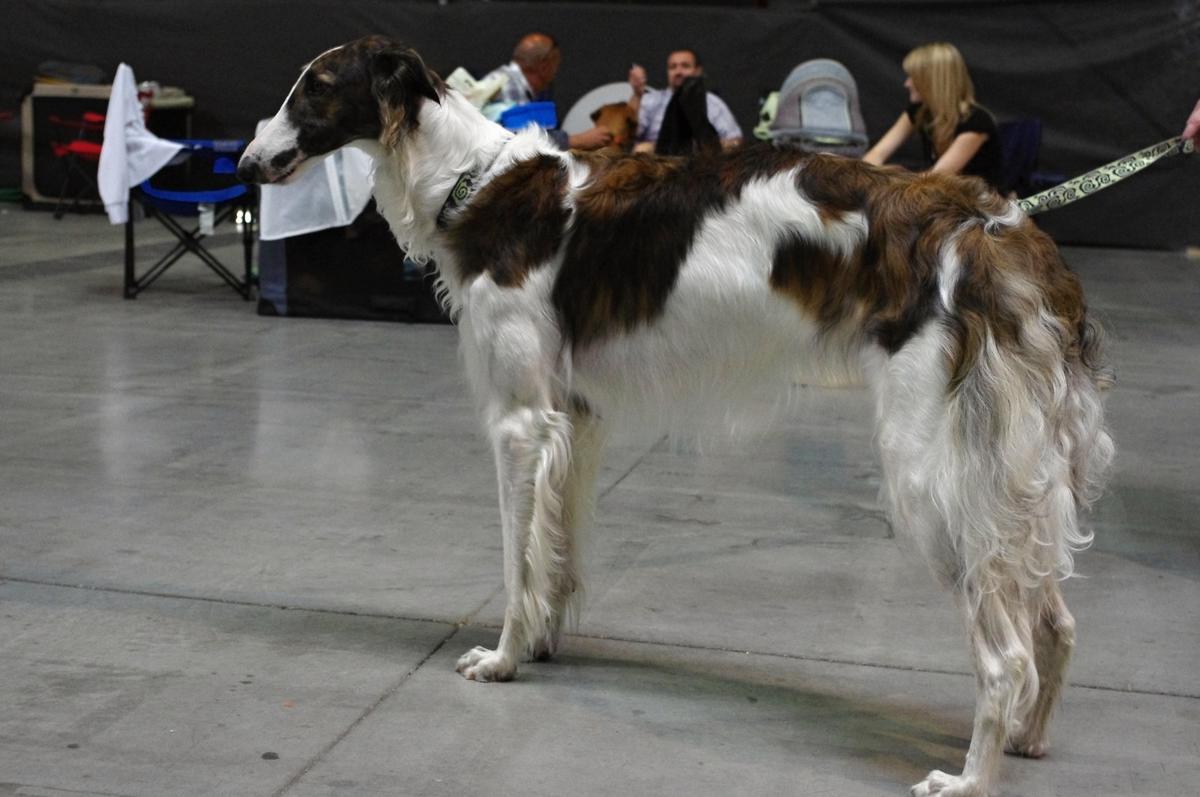 O endoparazitech pohledem veterináře