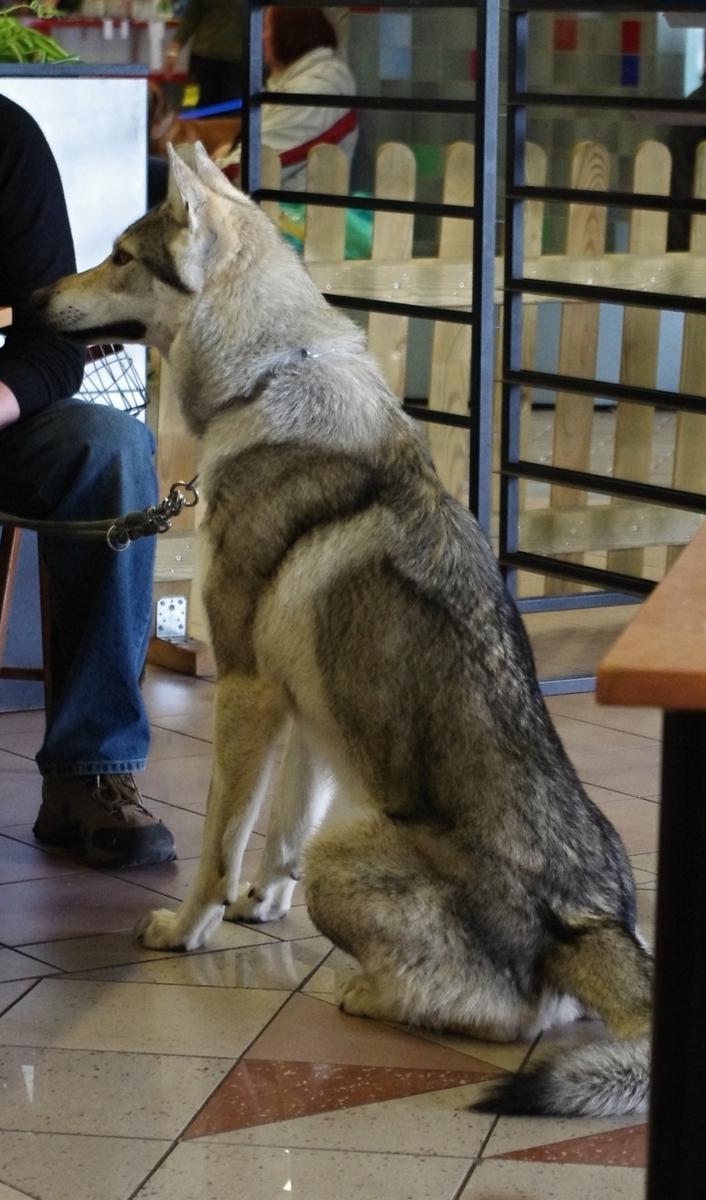 Společnost Royal Canin se striktně distancuje od zvířecích zápasů na Ukrajině