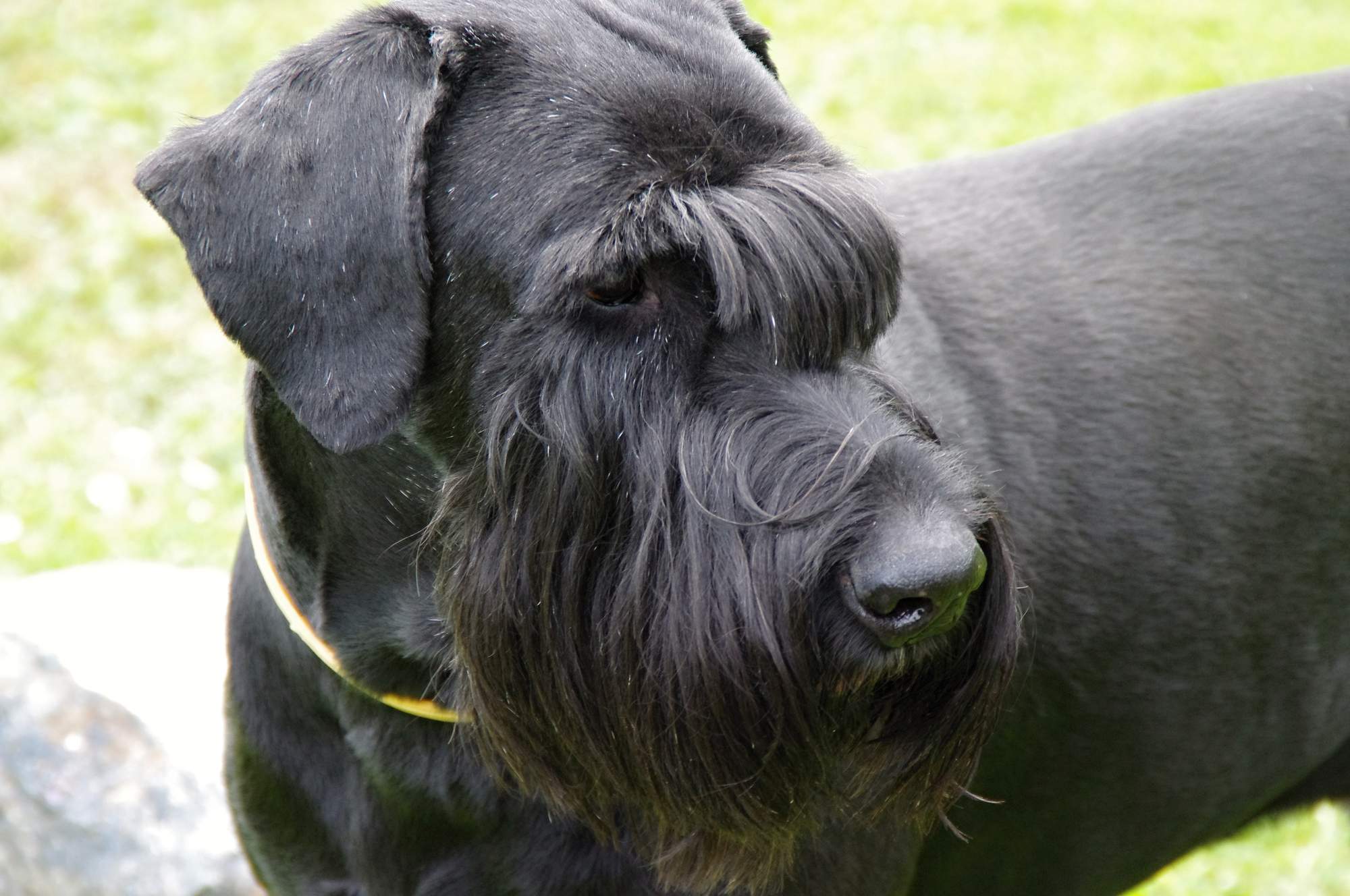 Největší veterinární špičky se sjedou do Prahy