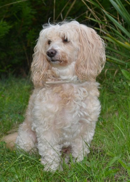 Útulkům se rozdávalo krmivo