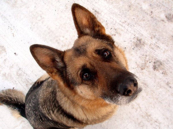 Charitativní vánoční sbírka