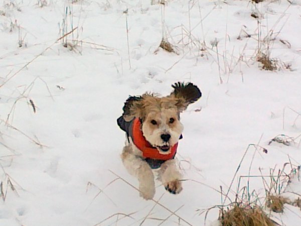 Psí detektiv odstartoval ostrý provoz