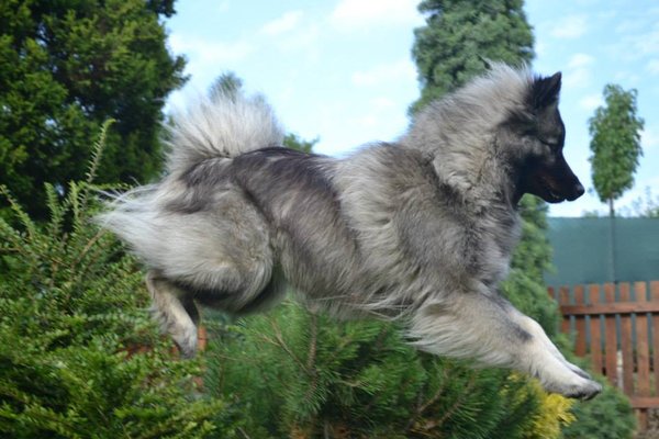 Blíží se Silvestr &#8211; pozor na útěky psů