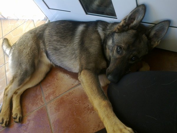 Požírání trávy a zvracení