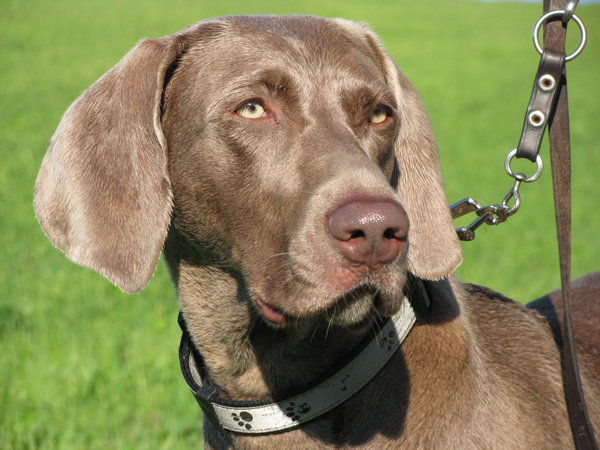 Nebezpečí od lišek