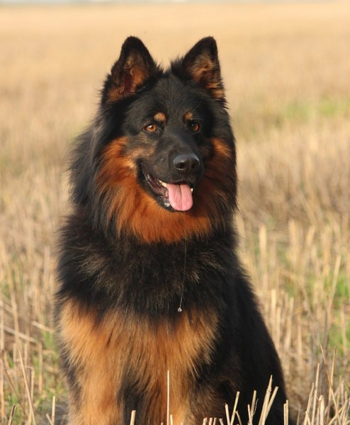 A zase to odčervování