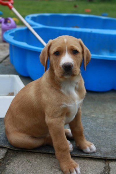 Pozvánka na seminář o porozumění psům