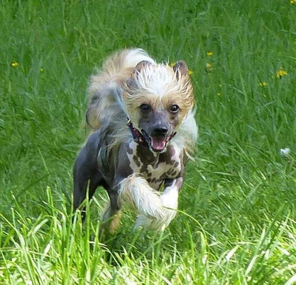 Jarní výlety se psem