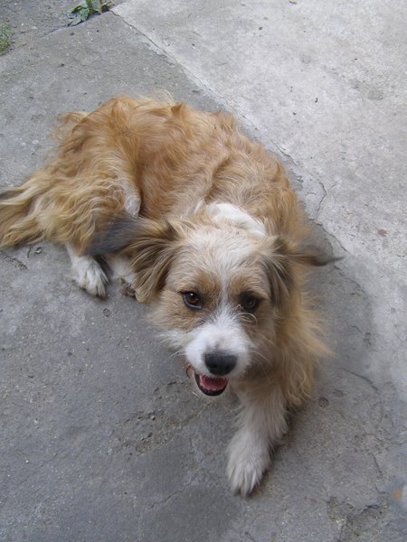 Pozvánka - Kladenský voříšek 2014