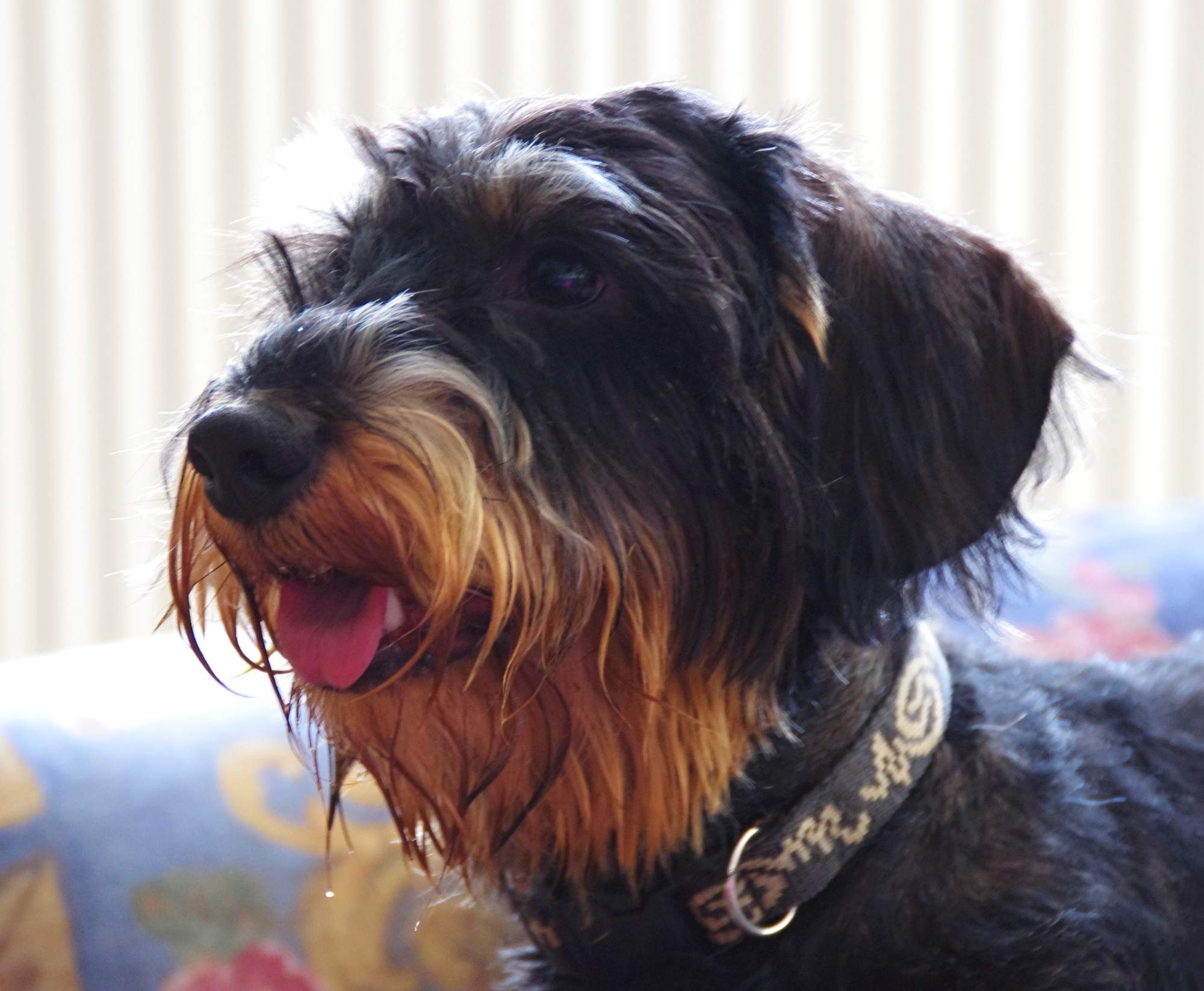 Veterinární kongres