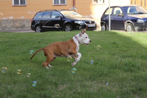 Psí detektiv frčí