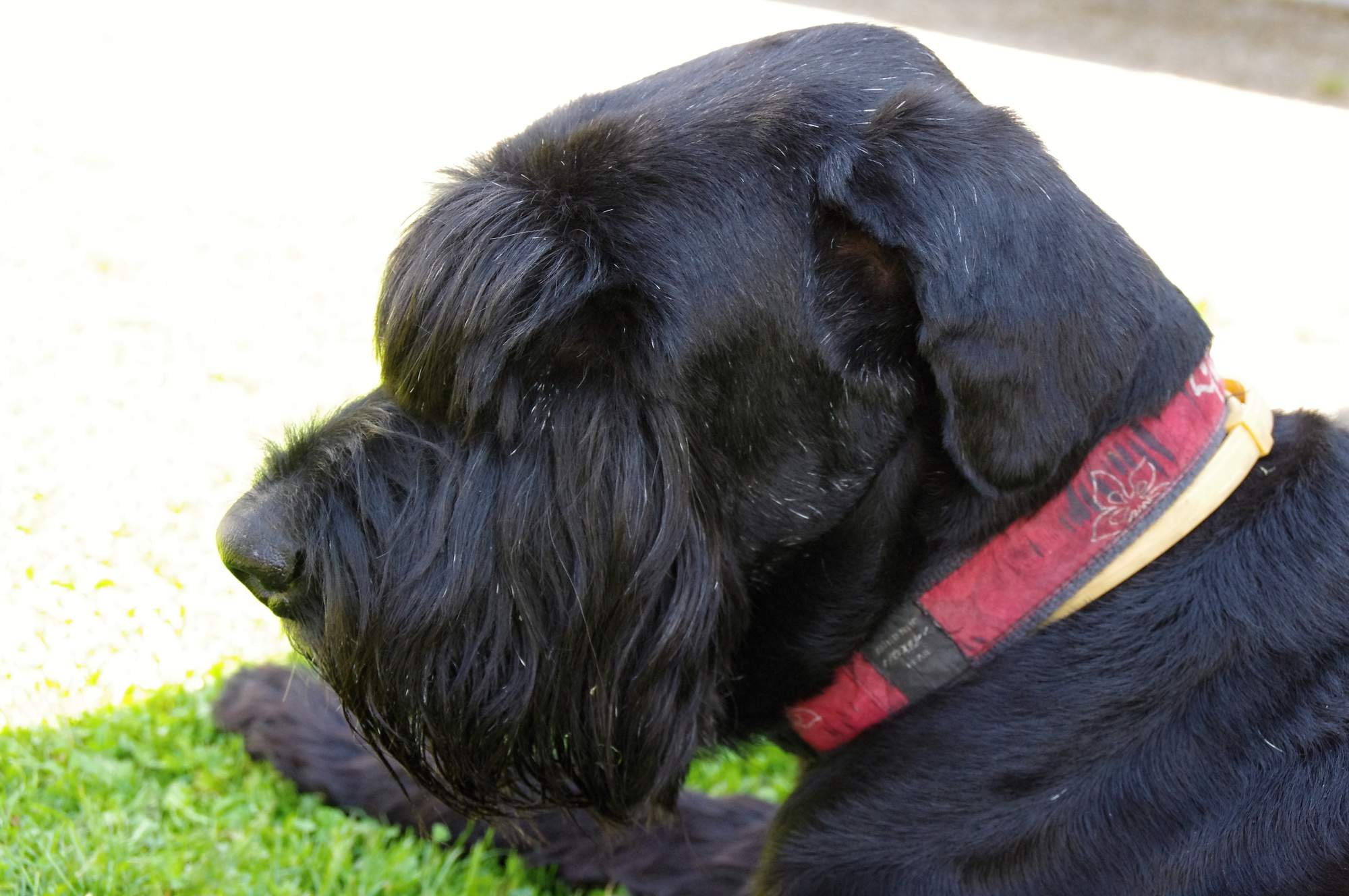 Pozvánka: Přijďte se naučit masírovat svého psa