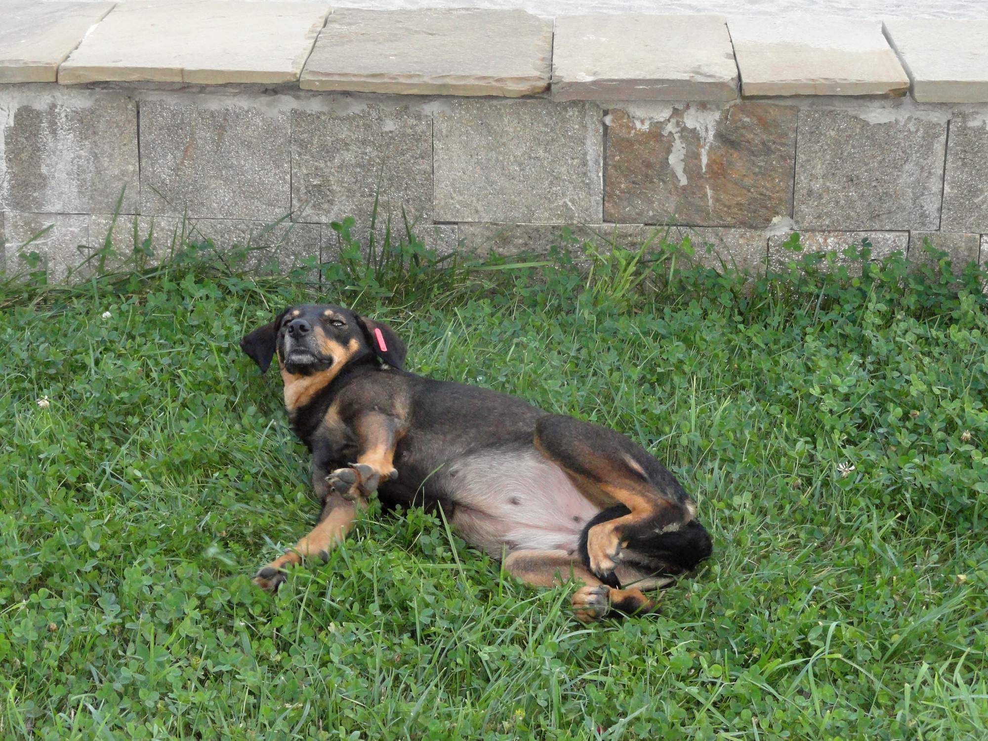 Světový den vztekliny