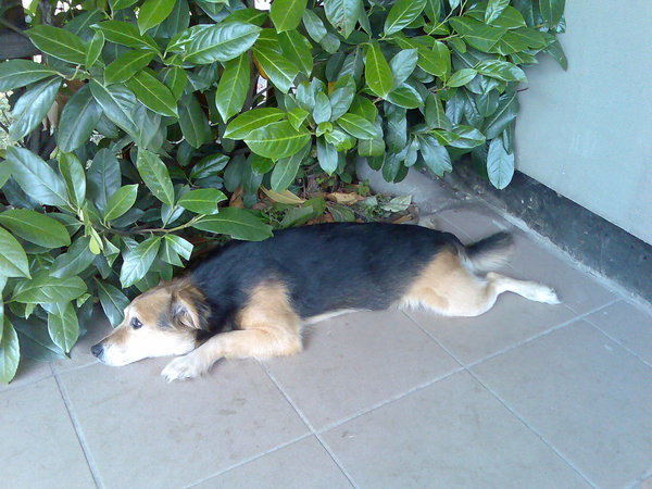 Nové cestovní pasy