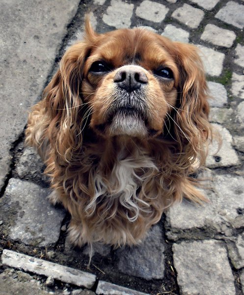 Charitativní vánoční sbírka