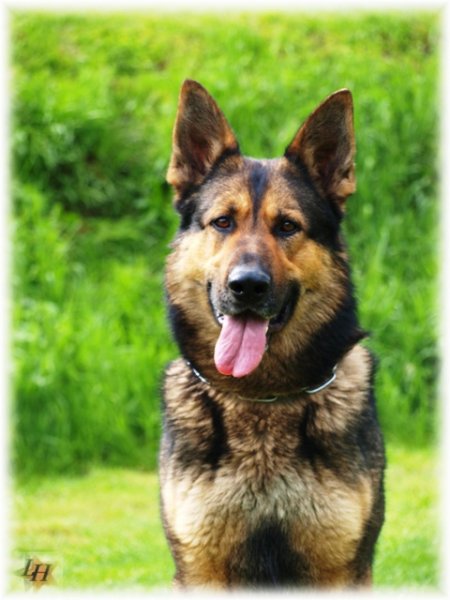 Začíná příjem přihlášek do ankety Kynolog roku 2014