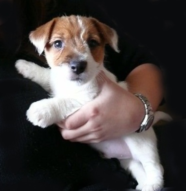 Jak cestovat letadlem s domácími mazlíčky?