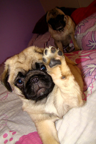 Vůně psích tlapek