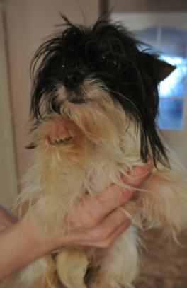 Jorkšírský teriér z množírny