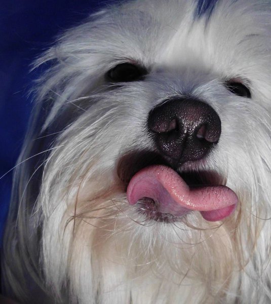 Mohou jíst psi jablka?