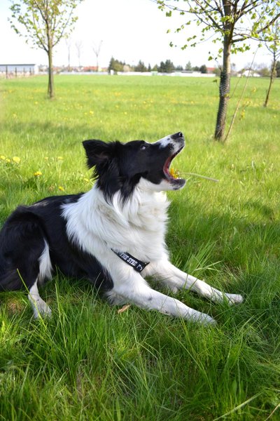 Přímo za čumákem - 1. charitativní pochod na pomoc útulkům