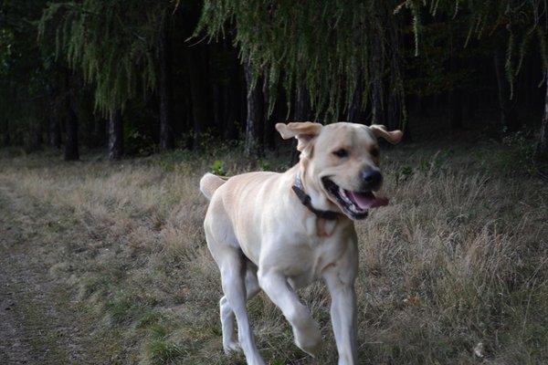 Pět věcí, na které si dát pozor, než vyrazíte se psem na kolo