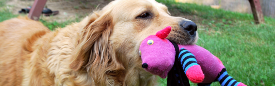 Ponožkový pes, už jste o něm slyšeli?