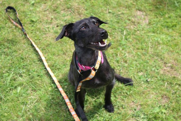 Kladenský voříšek 2015