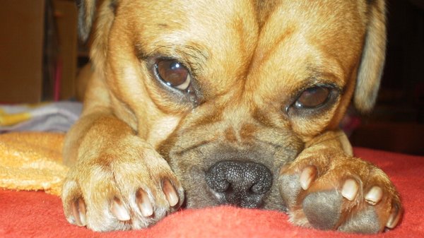 Pozvánka na veletrh FOR PETS