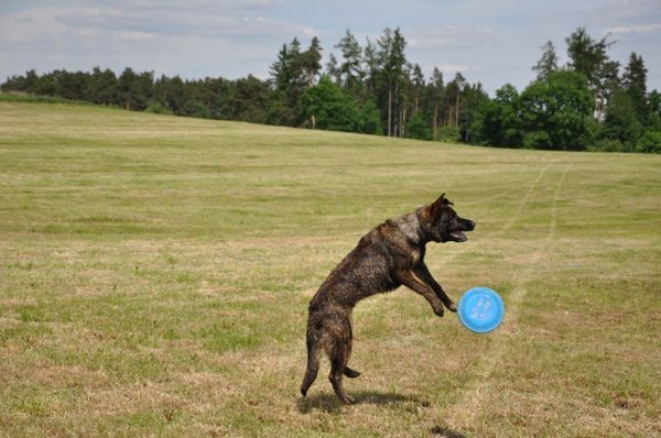 10 nejhezčích fotek pejsků v letu