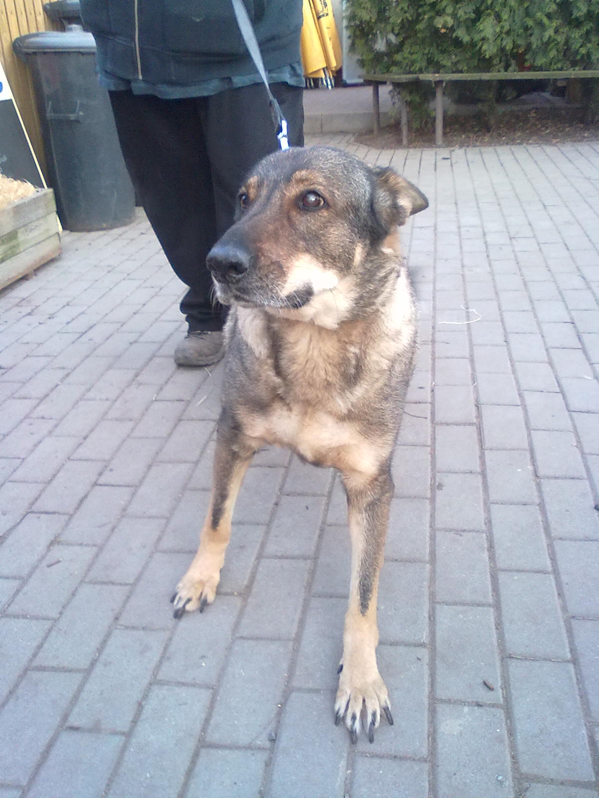 Sára hledá nový domov