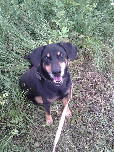 Pozvánka: Útulkáři projdou Zlínem