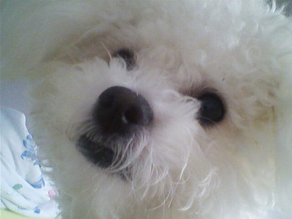 Příběh z množírny: I nejsilnější prohrává