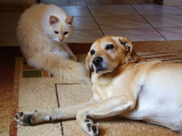 Pes a kočka jako nejlepší kámoši