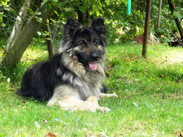 Náhrada škody při pokousání